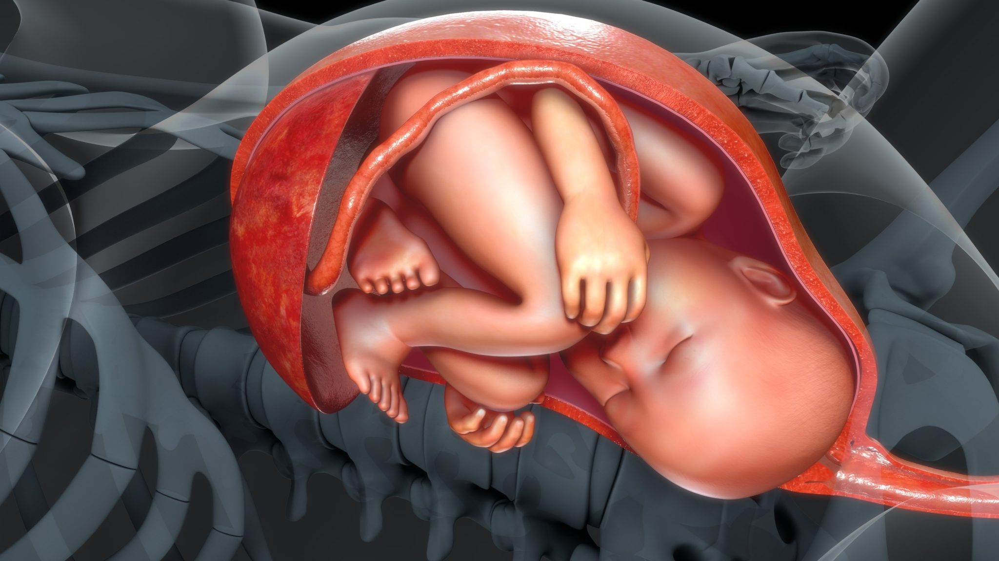 Baby,In,Womb,3d,Illustration
